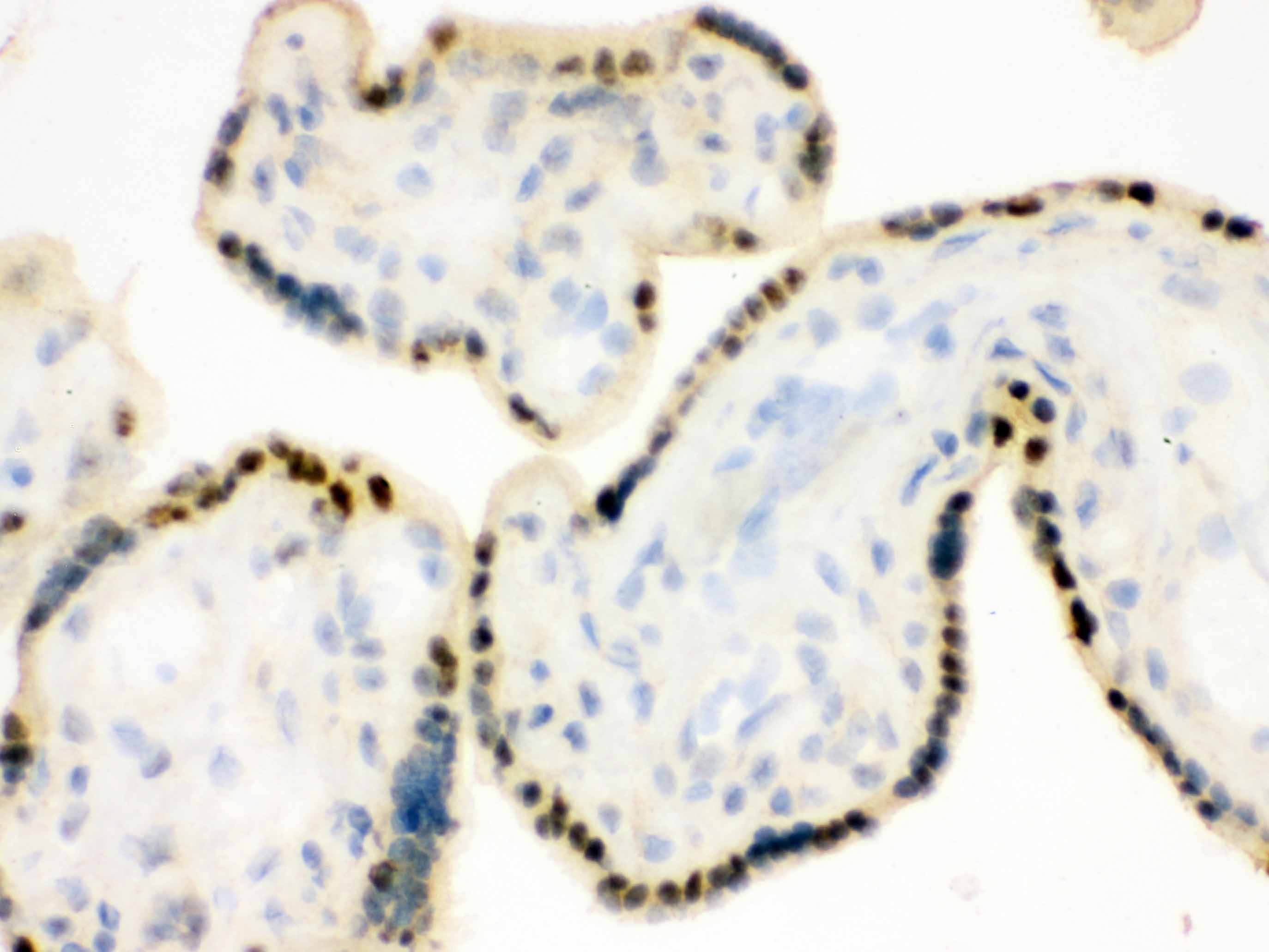 DDB1 Antibody (aa1011-1140)