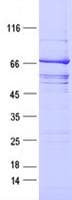 Human RET Protein (Recombinant DDK,C-terminus)