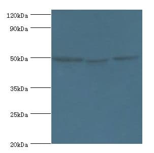 ORC4L / ORC4 Antibody (aa187-436)