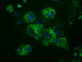 NME4 Antibody (clone OTI4F10)