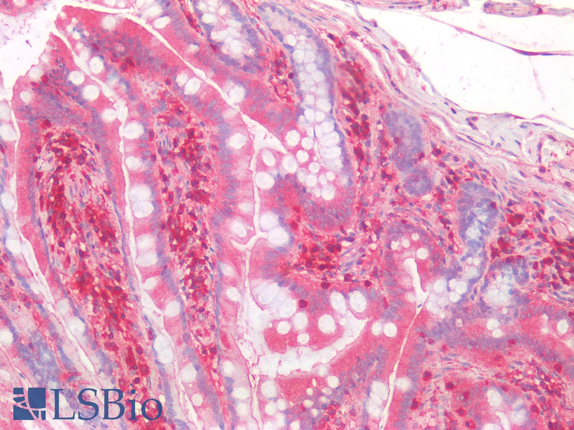IHC-plus™ FKBPL Antibody