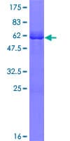 Human OLIG3 Protein (Recombinant GST)