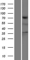 TNS4 Protein (Over-Expression Lysate Myc-DDK (Flag))