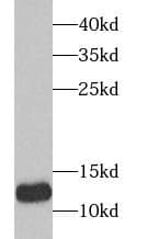 TXN2 / Thioredoxin 2 Antibody