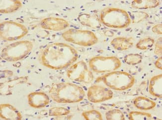 Polyclonal Rabbit anti-Human SAV1 / WW45 Antibody (IHC, IF, WB)