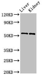MMP3 Antibody