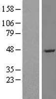 NGFRAP1 / NADE / Bex Protein (Over-Expression Lysate Myc-DDK (Flag))