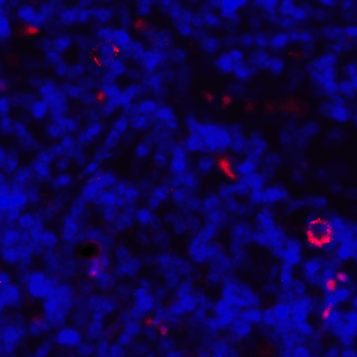 Monoclonal Mouse anti-Human CD80 Antibody (clone 8G12, IHC, IF)