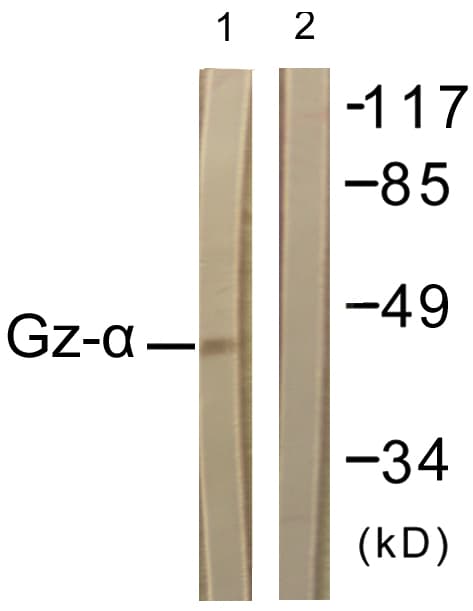 GNAZ Antibody (aa1-50)