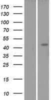 LFNG / Lunatic Fringe Protein (Over-Expression Lysate Myc-DDK (Flag))
