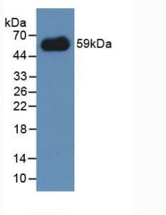 CD300LF / CD300f Antibody (aa45-310, APC)