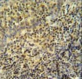WAS / WASP Antibody (aa116-144)