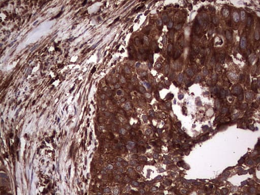 PKM2 Antibody (clone 12B9)
