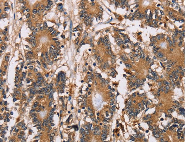 HTR3C / 5-HT3C Receptor Antibody
