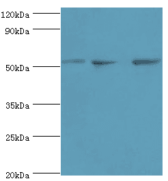 ANXA7 / Annexin VII / SNX Antibody (aa259-488)