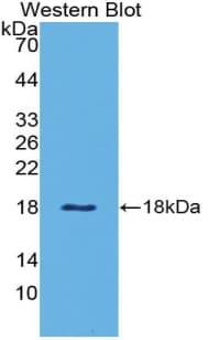Leptin Antibody (aa29-160, APC)