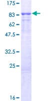 Human KLHL13 Protein (Recombinant GST)