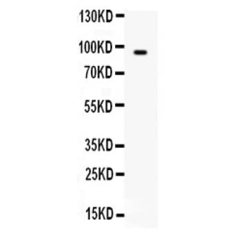 BCAR3 Antibody (aa791-825)