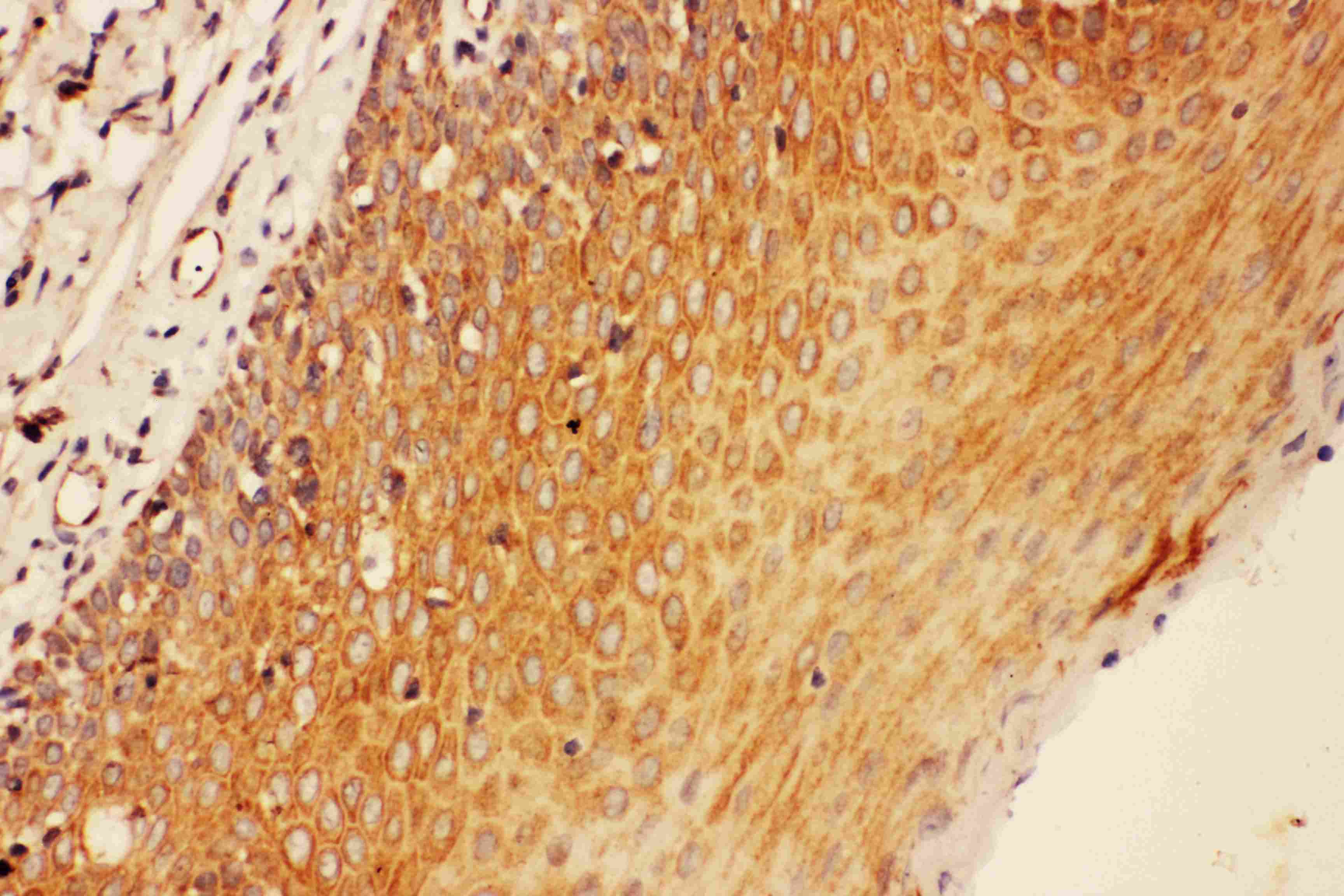 SOCS3 Antibody (aa71-85)