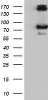 CAPN9 / Calpain 9 Antibody (clone OTI2G1)