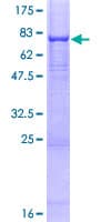 Human DPP2 / DPP7 Protein (Recombinant GST)