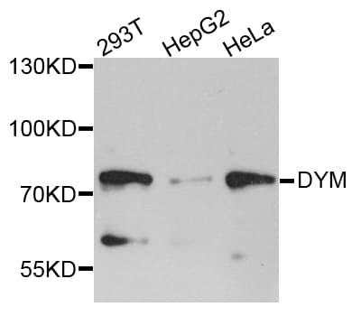 DYM Antibody (N-Terminal)