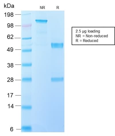 IL-10 Antibody (clone IL10/2651R)
