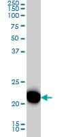 RRAS Antibody (clone 2E12)