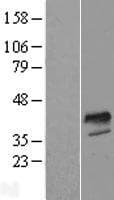 FOXI1 Protein (Over-Expression Lysate Myc-DDK (Flag))