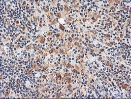 NLN / Neurolysin Antibody (clone OTI3A12)