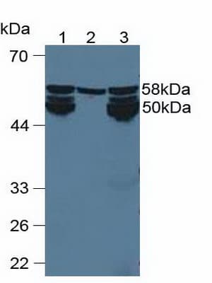 CYP1A2 Antibody (aa192-444, APC)