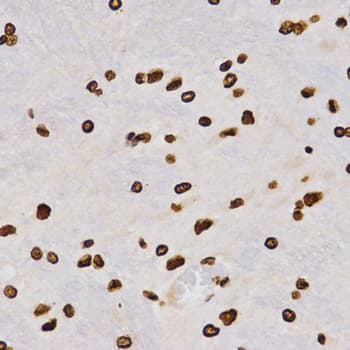 Histone H4 Antibody (Di-Methyl-Lys20)