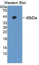 GHRH Antibody (aa19-108)
