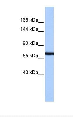 PCDH15 Antibody (aa112-161)