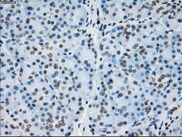 Monoclonal Mouse anti-Human PRKY Antibody (clone OTI4G7, Carrier-free, IHC, IF, WB)