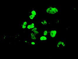 GATA4 Antibody (clone OTI1H8)