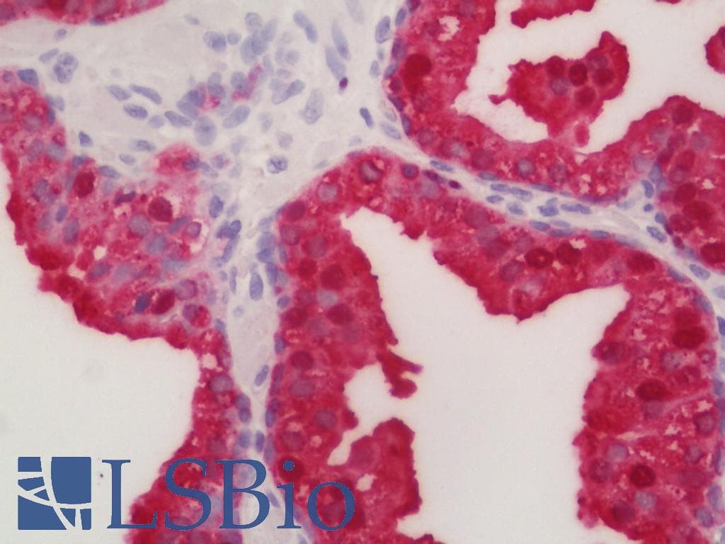 IHC-plus™ F Actin Antibody (N-Terminus)