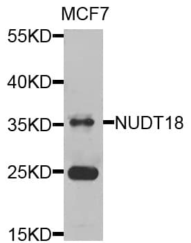 NUDT18 Antibody