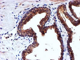 NDUFAF7 Antibody (clone OTI4A5, Carrier-free)