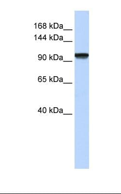 PAXBP1 / GCFC1 Antibody (aa216-265, FITC)