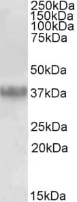 IHC-plus™ CLU / Clusterin Antibody (aa44-58)