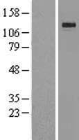 KL / Klotho Protein (Over-Expression Lysate Myc-DDK (Flag))