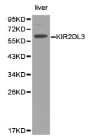 Polyclonal Rabbit anti-Human KIR2DL3 / CD152B2 Antibody (IHC, WB)