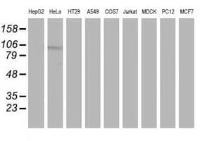 CDCP1 Antibody (clone OTI4F1)