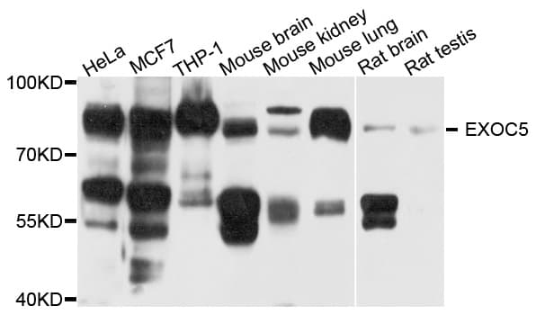 EXOC5 Antibody