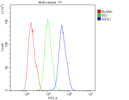 ASXL1 Antibody