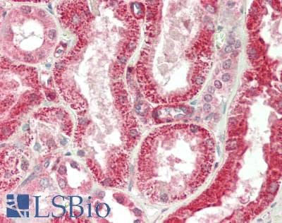 IHC-plus™ MBD3 Antibody