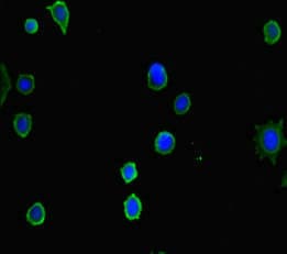 HDAC5 Antibody