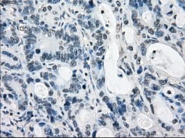 LTA4H / LTA4 Antibody (clone OTI2C5)