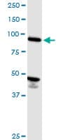 Monoclonal Mouse anti-Human ASCC2 Antibody (clone 3B2, WB)